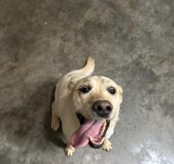Reunited Female Dog last seen Indian Bluff Subdivision, Coweta County, GA 30277