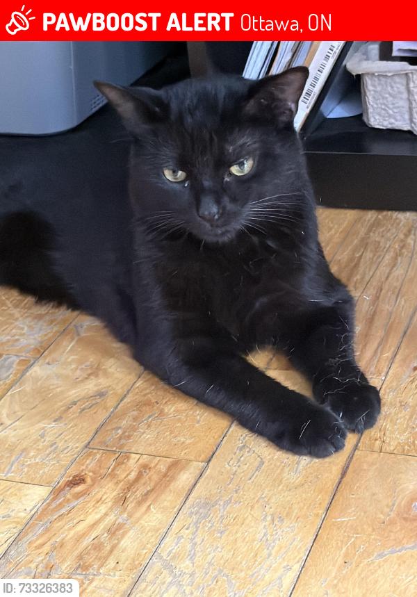 Lost Male Cat last seen Den Hagg, Ottawa, ON 