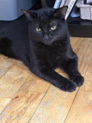 Lost Male Cat last seen Den Hagg, Ottawa, ON 