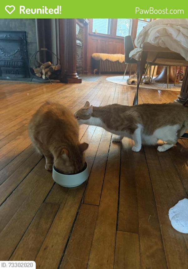 Reunited Male Cat last seen Between Bowery and Court on Summit, Iowa City, IA 52240