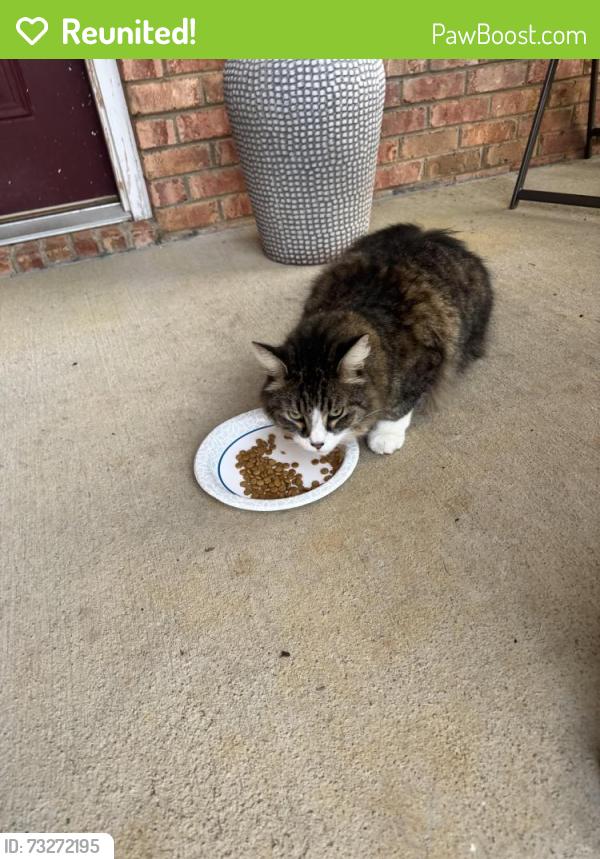 Reunited Unknown Cat last seen Sandy Springs Park, Maryville, TN 37803