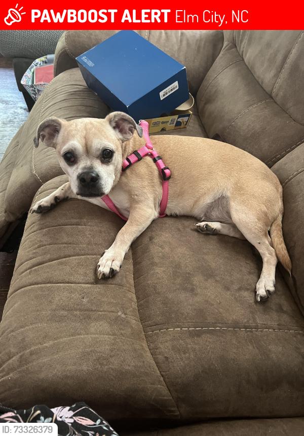 Lost Female Dog last seen Van Slyke Road Elm City NC, Elm City, NC 27822