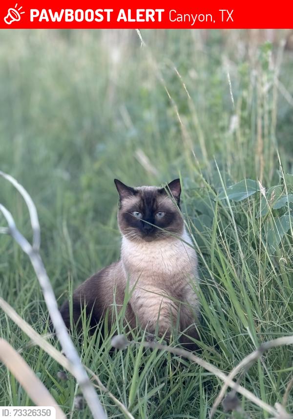 Lost Male Cat last seen Griffin Dr & Country Club Dr, Canyon, TX 79015