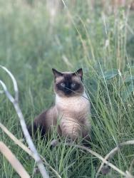 Lost Male Cat last seen Griffin Dr & Country Club Dr, Canyon, TX 79015