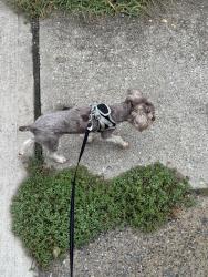 Lost Male Dog last seen Wayside rd, Hoke County, NC 28376