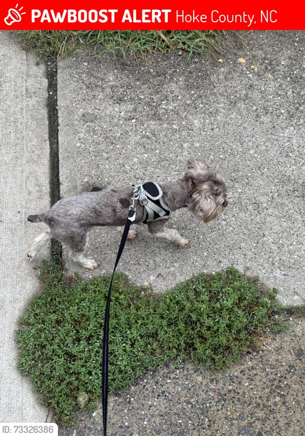 Lost Male Dog last seen Wayside rd, Hoke County, NC 28376