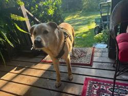 Reunited Male Dog last seen Little Barton's Creek Road, Cumberland Furnace, TN 37051