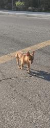 Found/Stray Male Dog last seen At the corner of discovery elementary, Lancaster, CA 93535