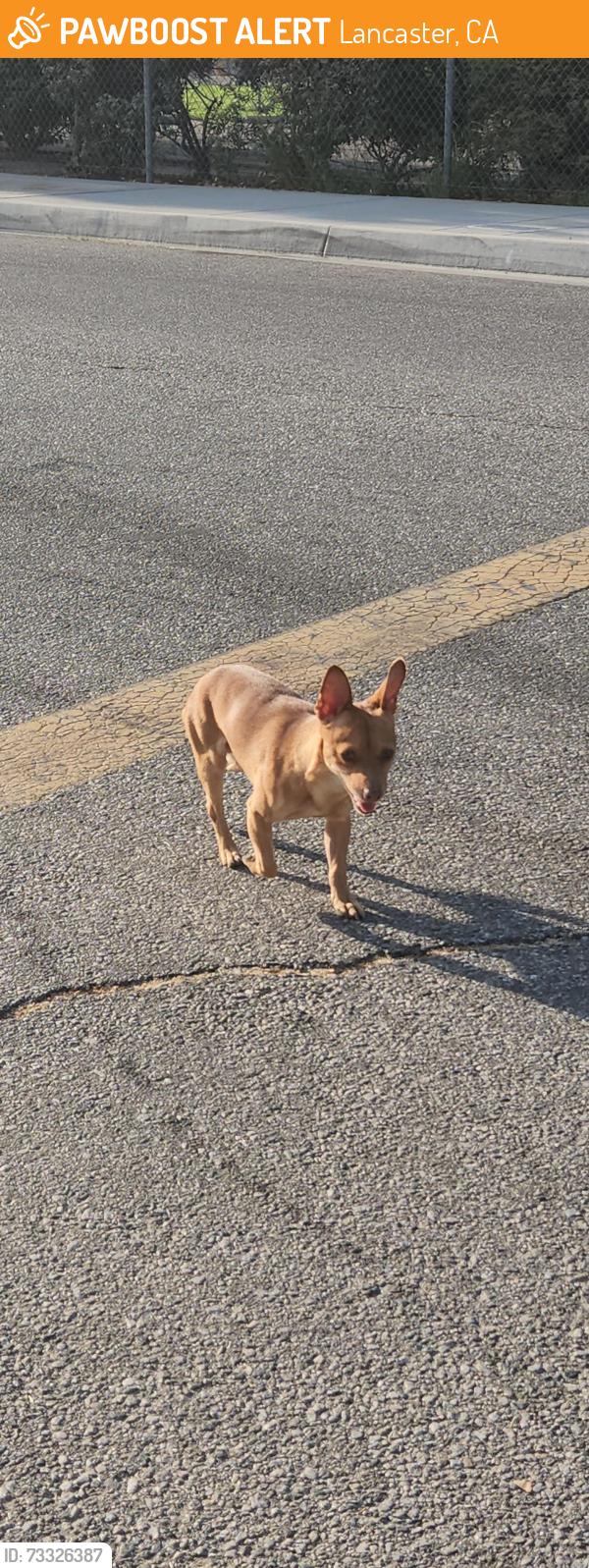 Found/Stray Male Dog last seen At the corner of discovery elementary, Lancaster, CA 93535