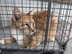 Shelter Stray Female Cat last seen Near BLOCK NE 12TH ST, OKLAHOMA CITY OK 73117, 2811 SE 29th St, Oklahoma City, OK 73129, USA