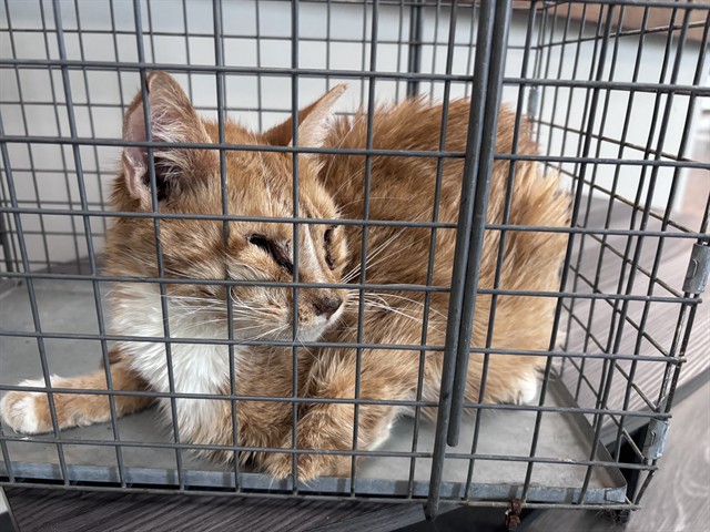 Shelter Stray Female Cat last seen Near BLOCK NE 12TH ST, OKLAHOMA CITY OK 73117, 2811 SE 29th St, Oklahoma City, OK 73129, USA
