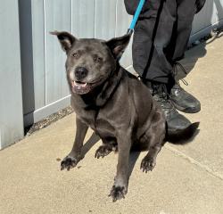 Shelter Stray Female Dog last seen Near BLOCK S 33RD ST, 3528 Newburg Rd, Louisville, KY 40218, USA