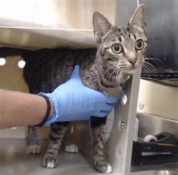 Shelter Stray Female Cat last seen Near BLOCK FAIRMOUNT DR DENVER CO 80247, 1241 W Bayaud Ave, Denver, CO 80223, USA