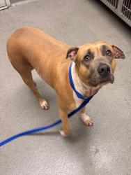 Shelter Stray Female Dog last seen MISSION X 6TH, 1419 Bryant St, San Francisco, CA 94103, USA