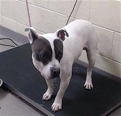 Shelter Stray Male Dog last seen E TENNESEE PL & D FULTONDALE CT AURORA CO 80018, 1241 W Bayaud Ave, Denver, CO 80223, USA