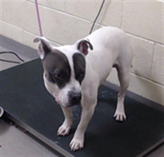 Shelter Stray Male Dog last seen E TENNESEE PL & D FULTONDALE CT AURORA CO 80018, 1241 W Bayaud Ave, Denver, CO 80223, USA