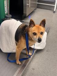 Shelter Stray Female Dog last seen LINCOLN X 18TH/19TH, 1419 Bryant St, San Francisco, CA 94103, USA