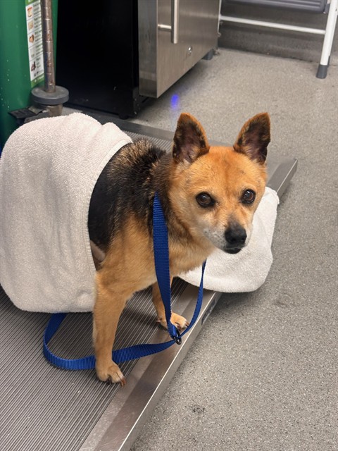 Shelter Stray Female Dog last seen LINCOLN X 18TH/19TH, 1419 Bryant St, San Francisco, CA 94103, USA
