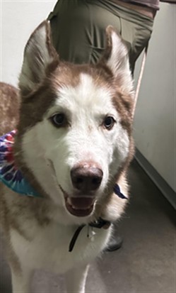 Shelter Stray Male Dog last seen , 1850 W 60th St, Los Angeles, CA 90047, USA