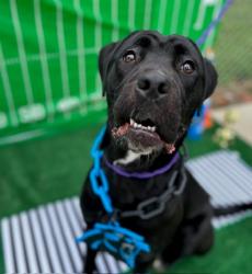 Shelter Stray Female Dog last seen CHARLOTTE, 8315 Byrum Dr, Charlotte, NC 28217, USA