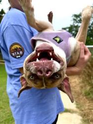 Shelter Stray Male Dog last seen CHARLOTTE, 8315 Byrum Dr, Charlotte, NC 28217, USA