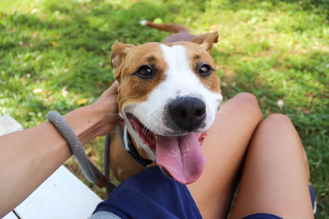 Shelter Stray Female Dog last seen ST CHARLES CO, 4850 Mid Rivers Mall Dr, St Peters, MO 63376, USA