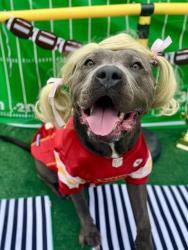 Shelter Stray Female Dog last seen CHARLOTTE, 8315 Byrum Dr, Charlotte, NC 28217, USA