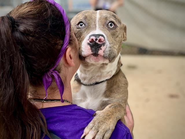 Shelter Stray Male Dog last seen CHARLOTTE, 8315 Byrum Dr, Charlotte, NC 28217, USA