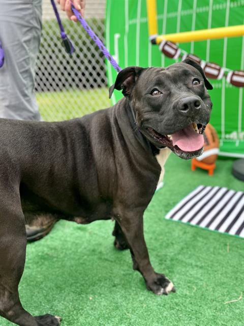 Shelter Stray Female Dog last seen CHARLOTTE, 8315 Byrum Dr, Charlotte, NC 28217, USA