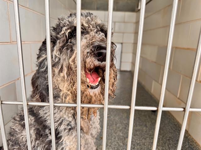 Shelter Stray Male Dog last seen CHARLOTTE, 8315 Byrum Dr, Charlotte, NC 28217, USA