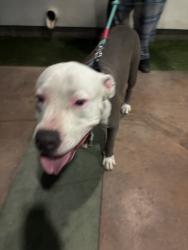Shelter Stray Male Dog last seen , 14409 Vanowen St, Van Nuys, CA 91405, USA
