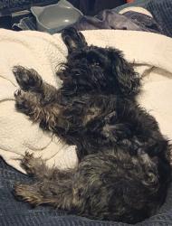 Lost Male Dog last seen Tower blvd, Lorain, OH 44053