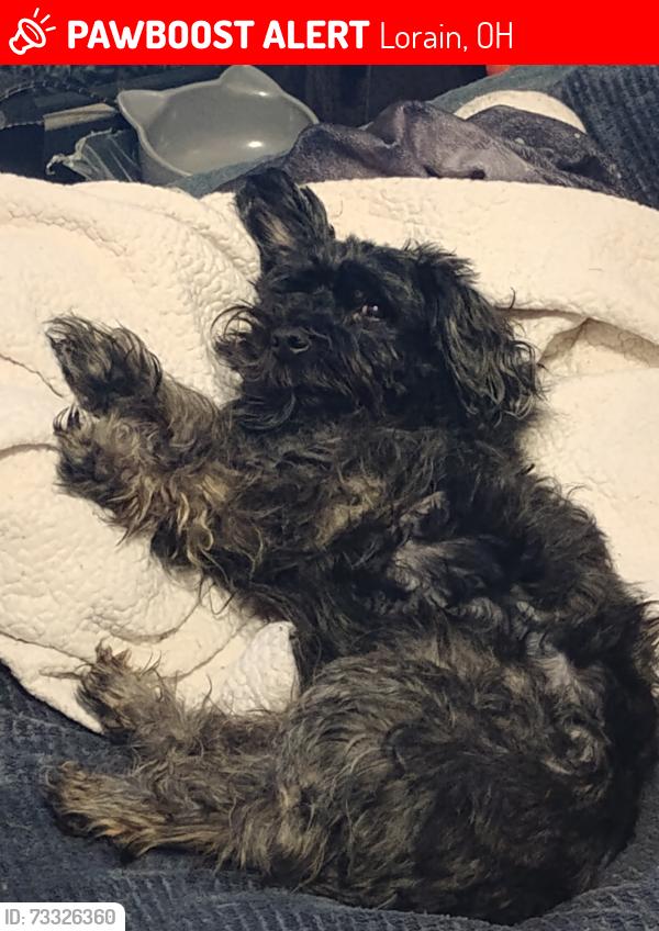 Lost Male Dog last seen Tower blvd, Lorain, OH 44053