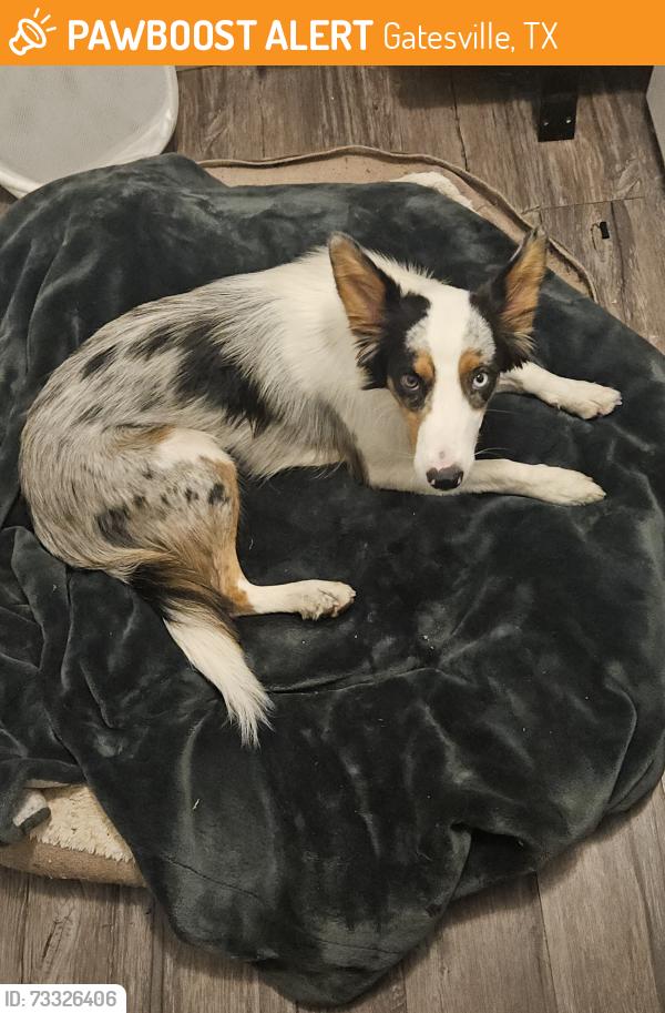 Found/Stray Female Dog last seen Gateway Circle, Gatesville, TX 76528