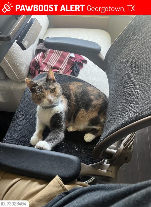 Lost Female Cat last seen 2nd street, Georgetown, TX 78626