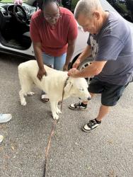 Reunited Male Dog last seen Vocal Animal Shelter, Ocala, FL 34474