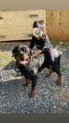 Reunited Male Dog last seen Gatesville rd, Greensboro, NC 27405