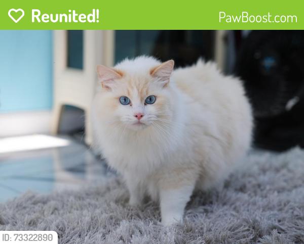 Reunited Male Cat last seen Ionia st, Seaford, NY 11783