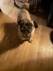 Reunited Female Dog last seen S 11th & Walker, Milwaukee, WI 53204