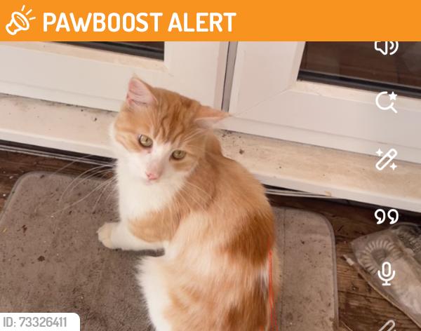 Found/Stray Unknown Cat last seen Coombe lane tram stop, Greater London, England CR0 5RF