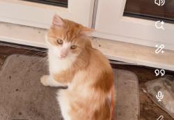 Found/Stray Unknown Cat last seen Coombe lane tram stop, Greater London, England CR0 5RF
