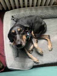Reunited Female Dog last seen Wissahickon Trails off Scotsforth/Kitchen's Lane, Philadelphia, PA 19119