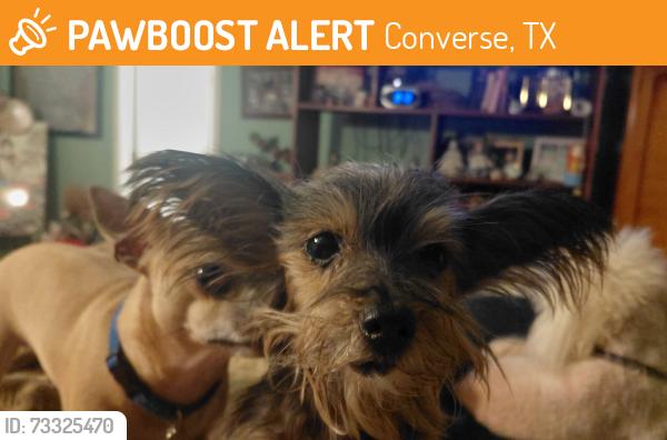 Found/Stray Female Dog last seen Foster, Converse, TX 78109