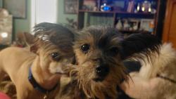 Found/Stray Female Dog last seen Foster, Converse, TX 78109