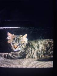 Lost Female Cat last seen High chaparral y tierra alto street, Leander, TX 78641