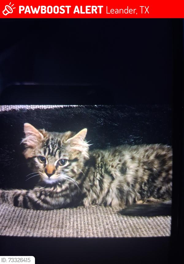 Lost Female Cat last seen High chaparral y tierra alto street, Leander, TX 78641
