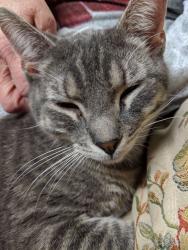 Lost Male Cat last seen Burns Avenue, Hicksville, NY 11801