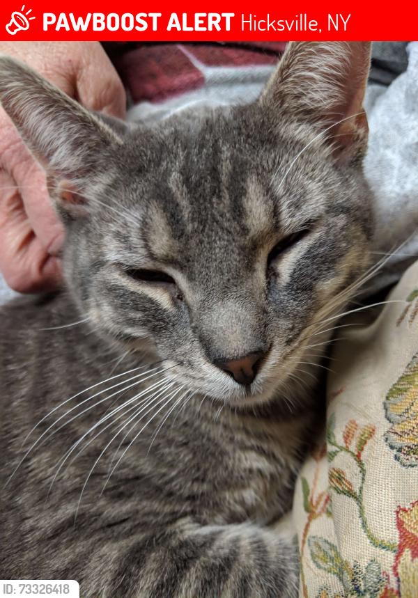 Lost Male Cat last seen Burns Avenue, Hicksville, NY 11801