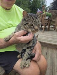 Reunited Male Cat last seen Harris Hill Rd. and Sheridan Dr., Erie County, NY 14221