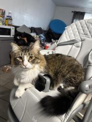 Reunited Female Cat last seen Near W Monte Vista Rd, Phoenix, AZ 85035